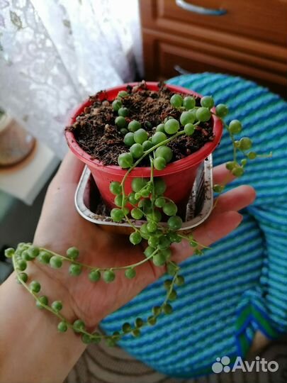 Крестовник роули