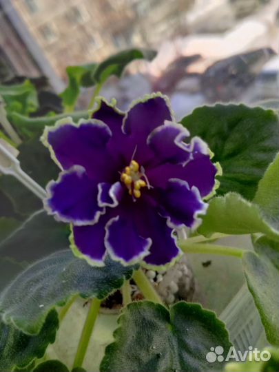 Фиалки свежий срез