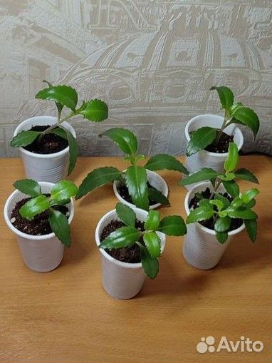 Каланхоэ лечебное