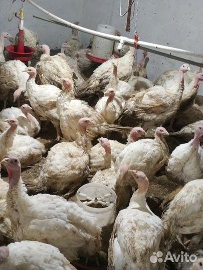 Индюки индюшата индейки