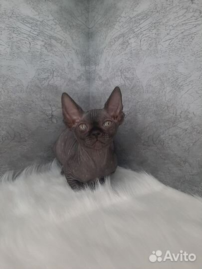 Канадский сфинкс