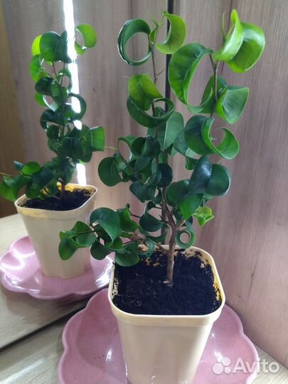 Фикус кудрявый