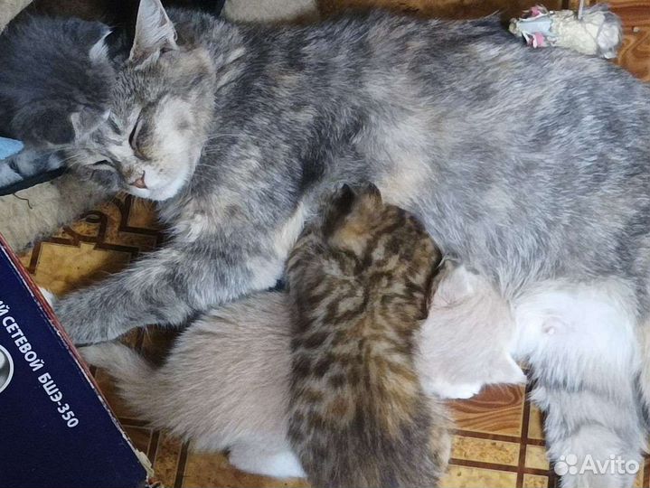Котята в дар бесплатно