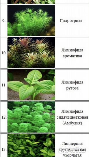 Аквариумное растение