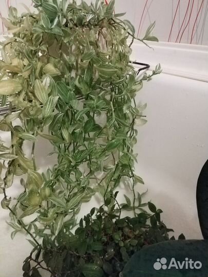 Фикус, традесканции, эухарис