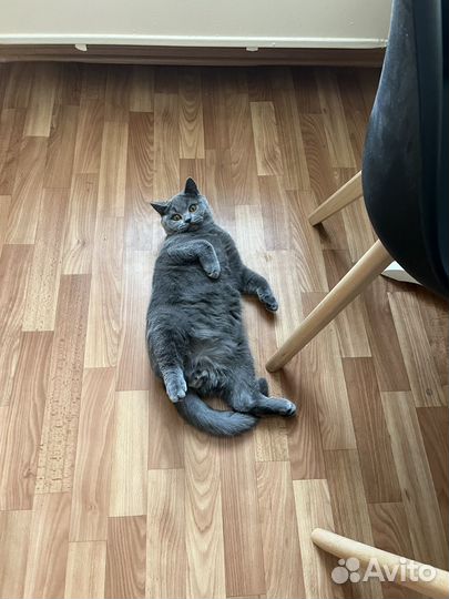 Котенок британский