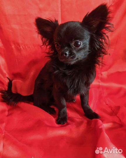 Милашки Чихуашки