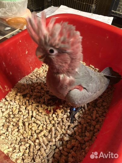 Розовые какаду