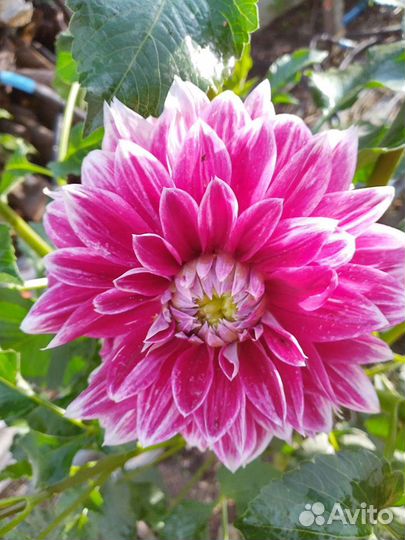 Георгины - обмен на растения