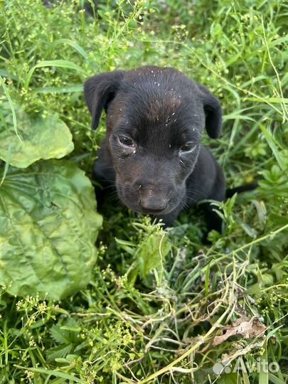 Щенок найденыш