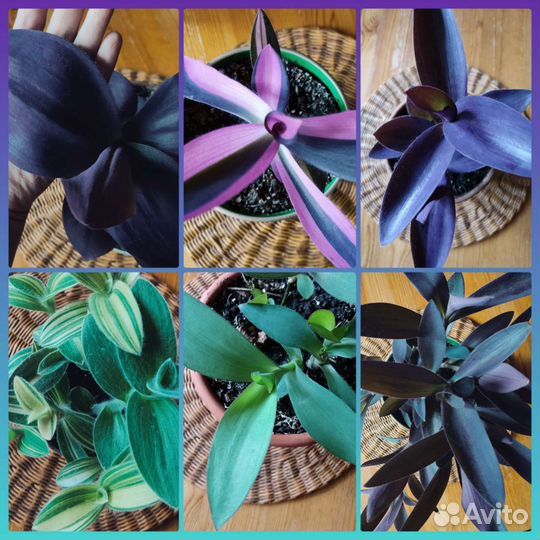 Традесканции сортовые часть 4