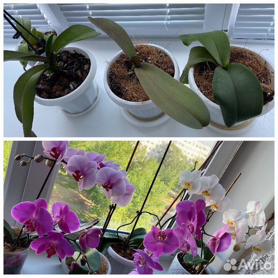 Комнатные растения