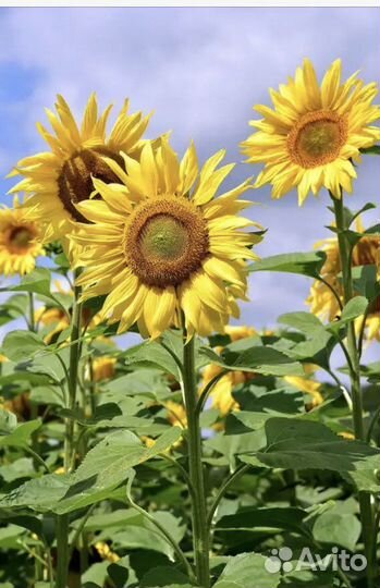 Грузчик-Разнорабочий