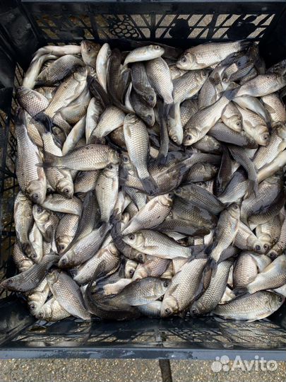 Живец карась