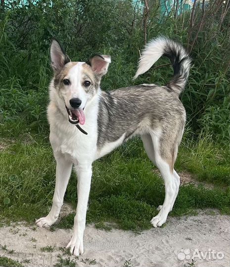 Собака 10 месяцев