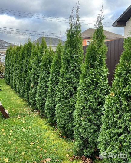 Туя с бесплатной доставкой