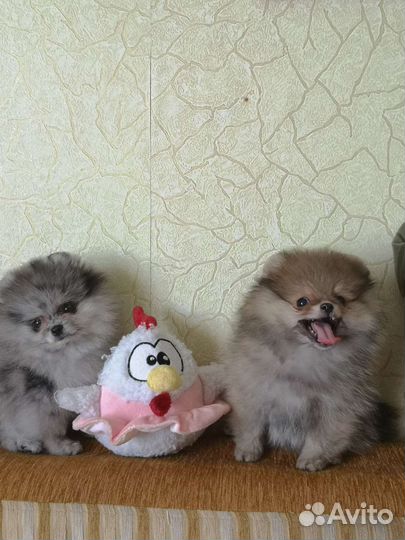 Померанский шпиц мини