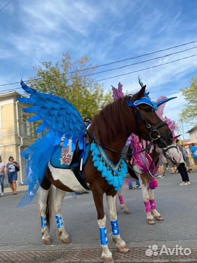 Пони/лошадь на праздник,прогулки