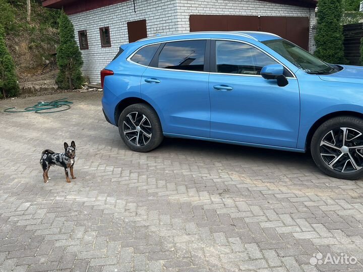 Такси для животных 