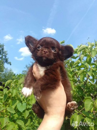 Щенки чихуахуа бейби фейс Коби тип шоколадные