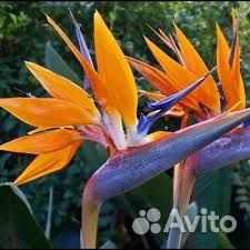 Стрелиция семена