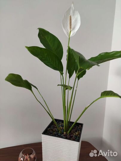 Спатифиллум (женское счастье)