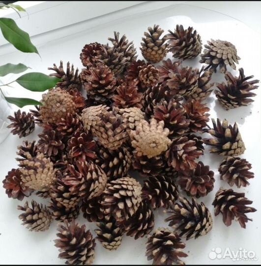 Шишки сосновые