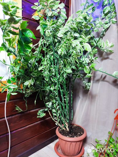 Педилантус