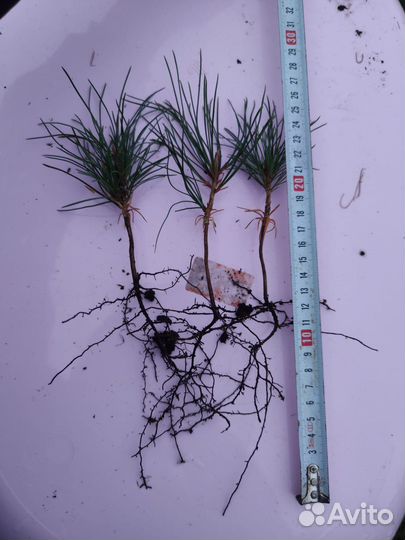 Кедр Сибирский сеянцы с окс хвойные на Доращи