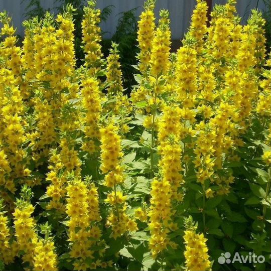 Многолетники для сада цветы