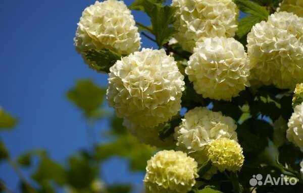 Калина Бульданеж