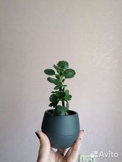 Каланхоэ оранжевый