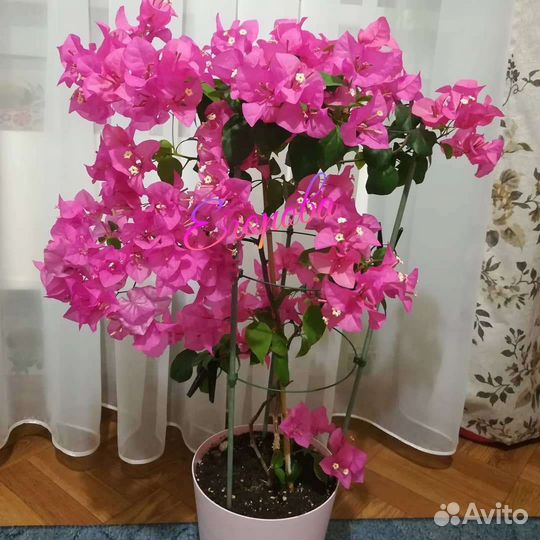 Комнатные цветы в ассортименте