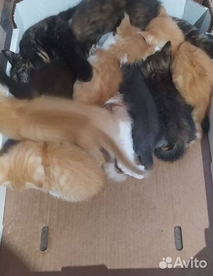 Кошка в дар бесплатно