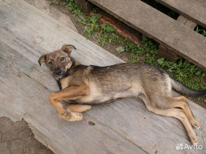 Отдам щенка-девочку