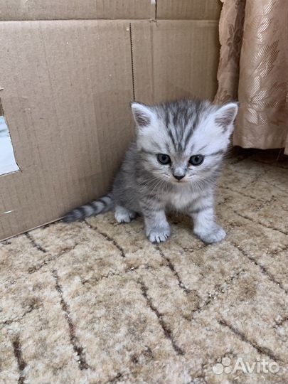 Шотландская