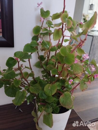 Бегония вечноцветущая