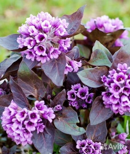 Физохлайна(пузырница)