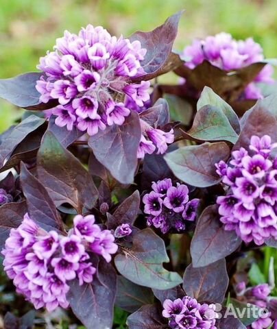 Физохлайна(пузырница)