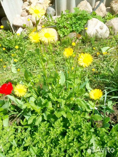 Сентябринки, Аквилегия, Ромашка Жёлтая