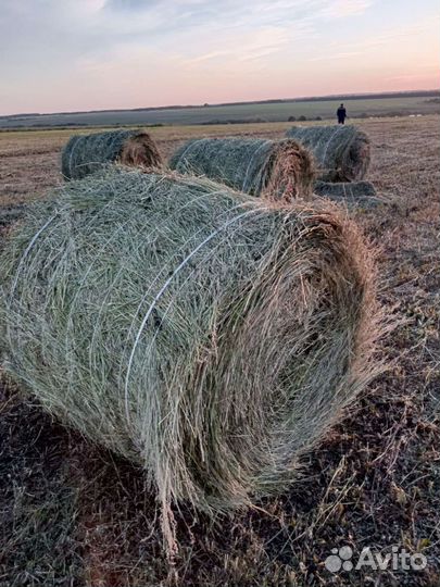 Сено в рулонах