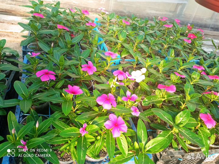 Цветы катарантусы