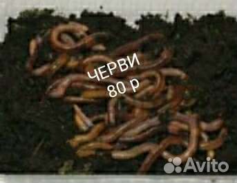 Черви для рыбалки