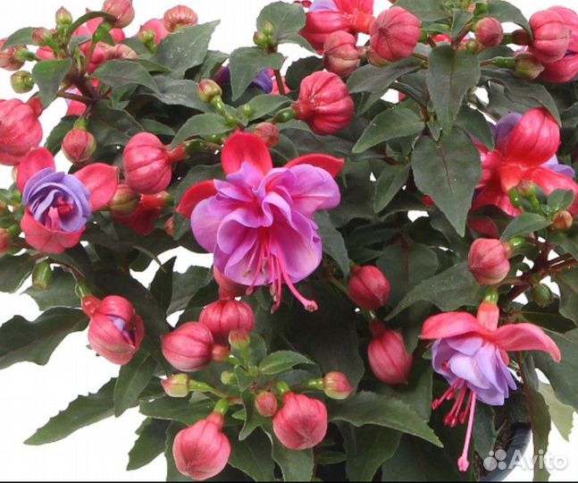 Саженцы Фуксий