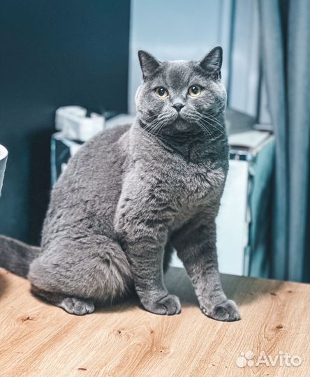 Британский кот