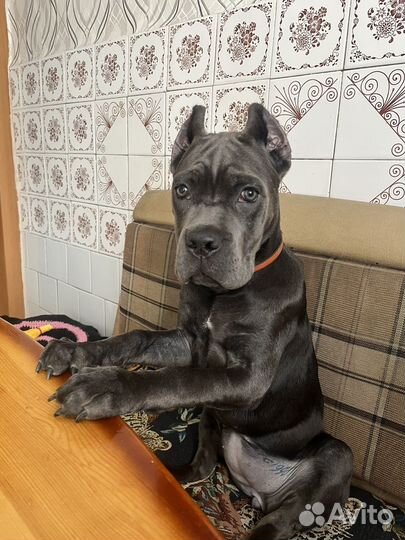 Щенки кане корсо