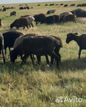 Продажа Ярок