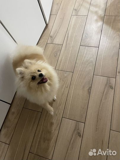 Малый немецкий шпиц