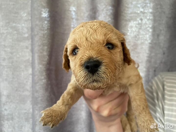 Мини пудель