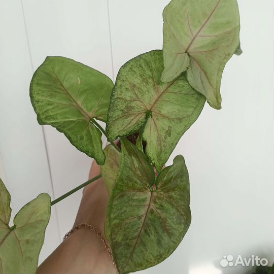 Сингониумы